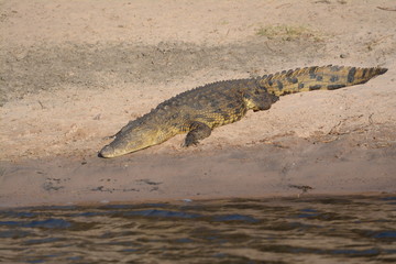 Crocodile in Africa