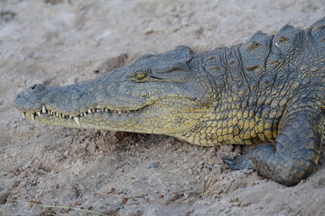 African Crocodile 
