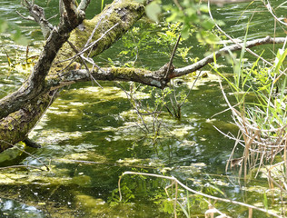 detail of wetland