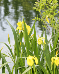 yellow iris in a meadow