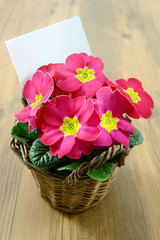 pink potted primrose on a table with white notice paper copy space