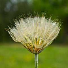 Gentle parachutes salsify