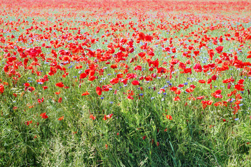 red poppy field in summer time.