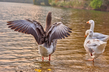 Goose stand next to a pond or lake with bokeh background