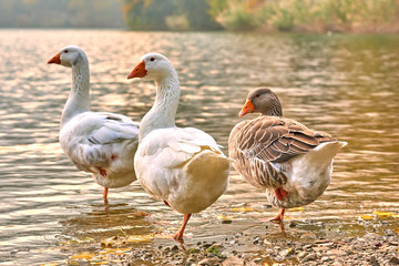 Goose stand next to a pond or lake with bokeh background