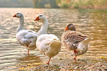 Goose stand next to a pond or lake with bokeh background