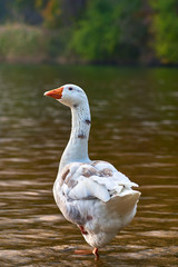 Obraz premium Goose stand next to a pond or lake with bokeh background