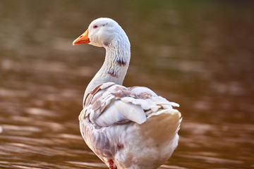 Goose stand next to a pond or lake with bokeh background