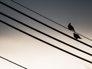 Doves Perched on The Oblique Cable