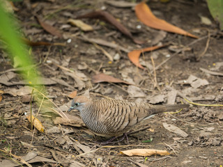 Dove Walking on The Ground