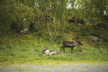 group of deer lies in the background of the forest