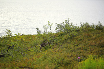 Group of deer grazing on pasture