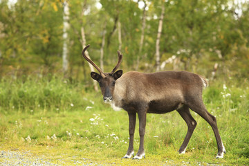 beautiful young deer in the field