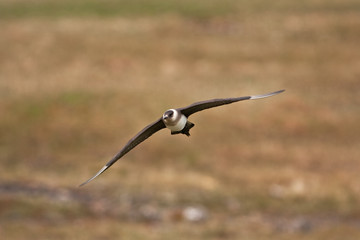 parasitic jaeger, stercorarius parasiticus, Faroe island