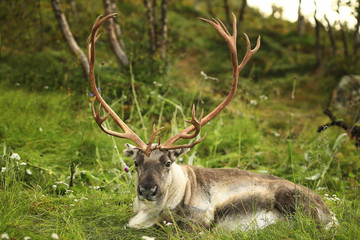 Naklejka na ściany i meble Deer with big beautiful horns