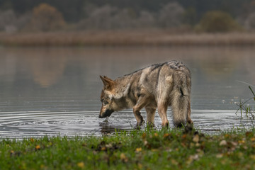 The gray wolf or grey wolf (Canis lupus) standing on a rock