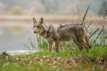 The gray wolf or grey wolf (Canis lupus) standing on a rock