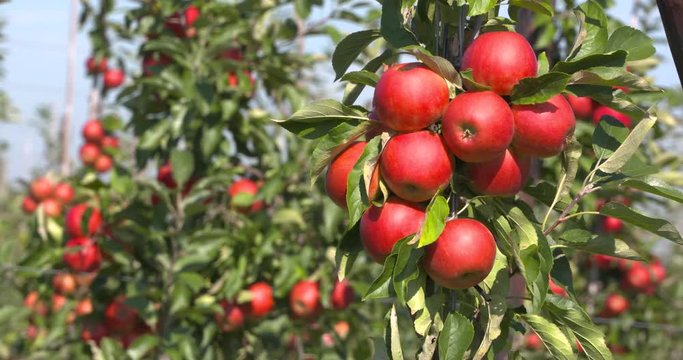Fruit tree with apples - close up.