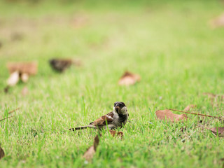 The Worm in The Sparrow Beak