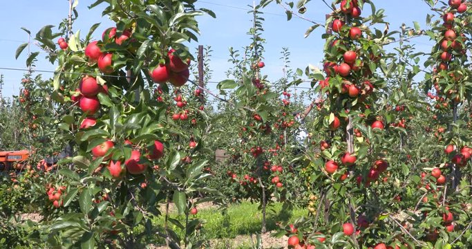Apple pickers at work in fruit orchard on dwarfing rootstocks, harvesting ripe elstar apples. BETUWE, THE NETHERLANDS - SEPTEMBER 2016