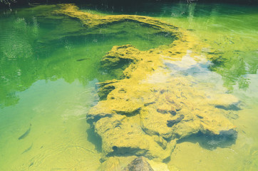 Fototapeta na wymiar Rock formations at the bottom of a river with transparent green water. Beautiful nature at Bonito - MS, Brazil.