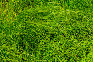 Background of the green grass
