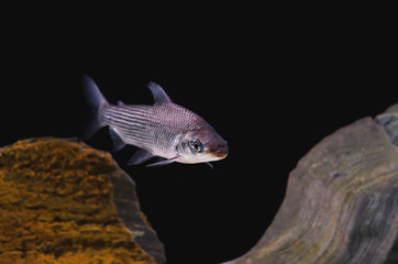 Fish known as Curimbata, Prochilodus Lineatus. Fish characteristic of having large lips.