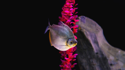 Fish known as Pacu-peva with a rounded body covered by small scales. Fresh water fish.