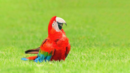 Red macaw on the ground of green grass looking up.