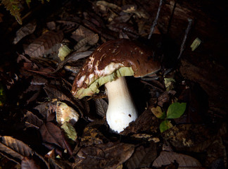 Salt Point State Park is a state park in California  is covered in forests of redwood, tanbark-oak, pine and fir, wild mushrooms.