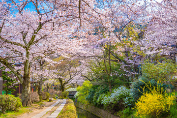 Naklejka na ściany i meble Kyoto, Japan in Spring