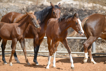 Horses freely walks across the field on the farm