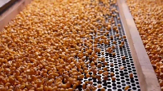 Dent corn grains on seeds separator shaker for cereals