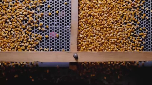 Dent corn grains on seeds separator shaker for cereals