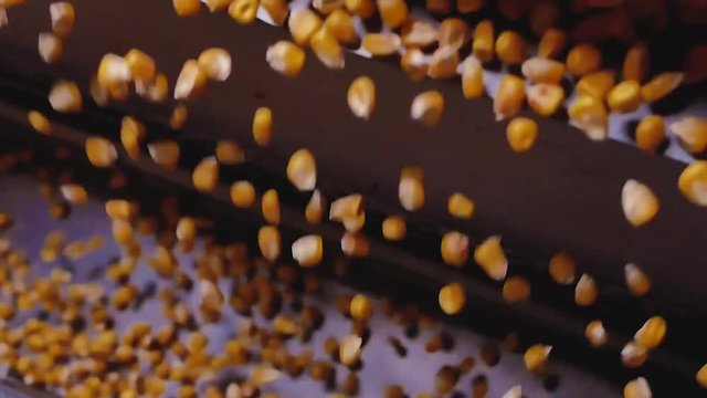 Dent corn grains on seeds separator shaker for cereals