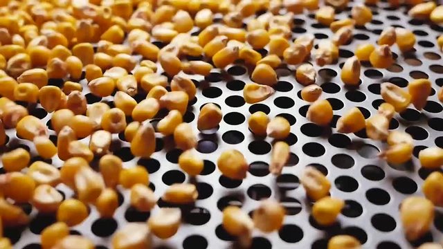 Dent corn grains on seeds separator shaker for cereals