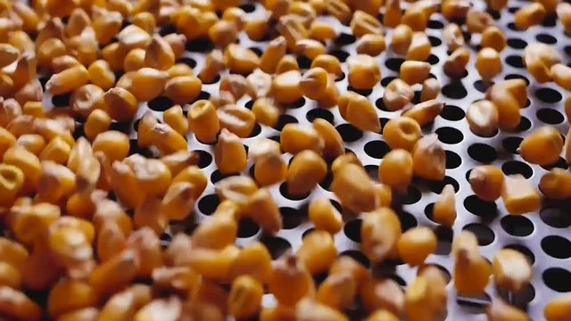 Dent corn grains on seeds separator shaker for cereals