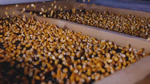 Dent corn grains on seeds separator shaker for cereals
