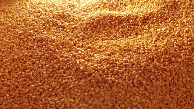 Dent corn seeds falling