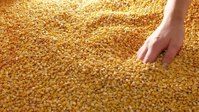 hand shake maize corn seeds 