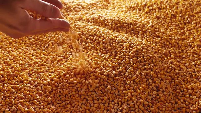Maize corn seeds falling from hands