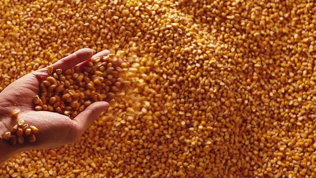 Dent corn seeds falling from hands