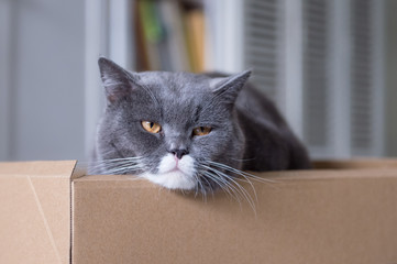 Gray British cat, indoor shot.
