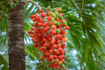 Red manila palm