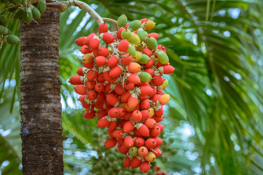 Red manila palm