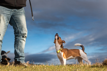 Jack Russell Terrier - little cute dog is standing on a meadow with his owner. The background is...
