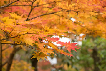 Naklejka na ściany i meble colorful leaves in autumn