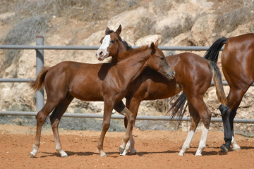 Obraz premium Horses freely walks across the field on the farm