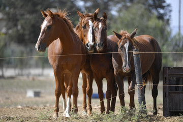 Naklejka na ściany i meble Horses freely walks across the field on the farm