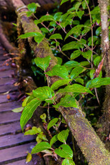 Plants on the tree in Ang Ka Luang Nature Trail